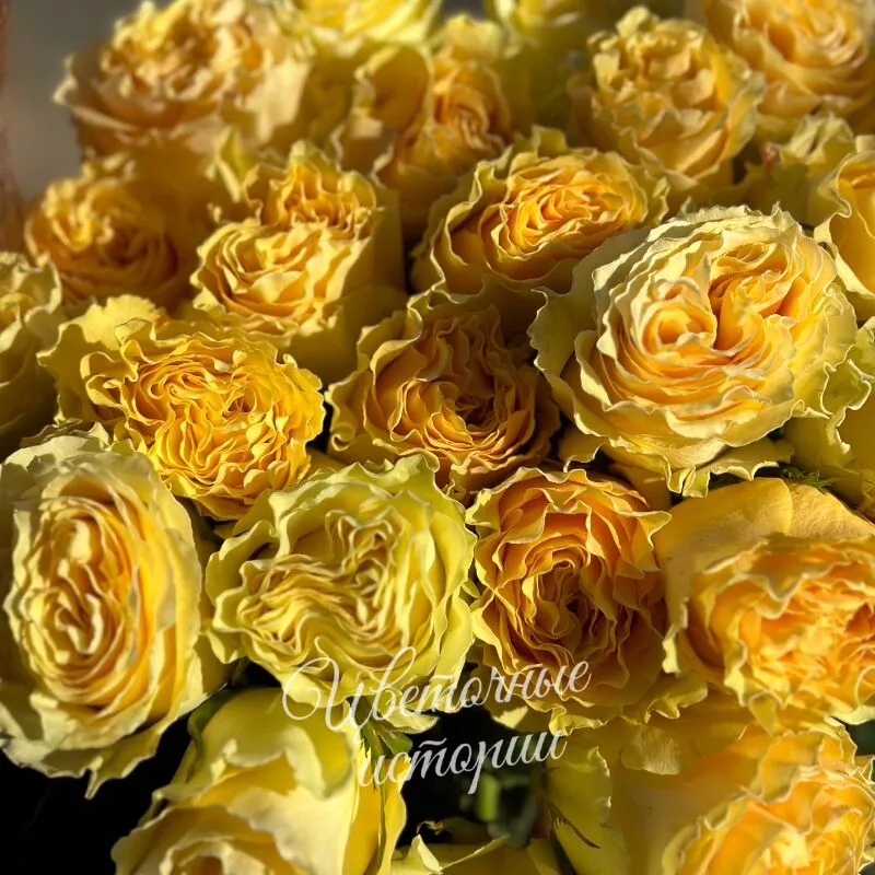 Роза пионовидная сливочная 2