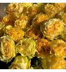 Роза кахала сливочная 2