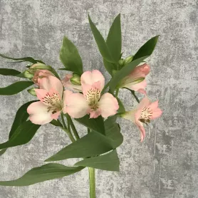 Альстромерия светло-розовая от интернет-магазина «Цветочные истории»