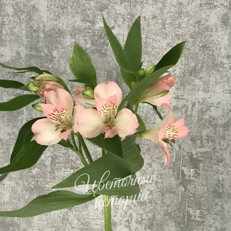 Альстромерия светло-розовая