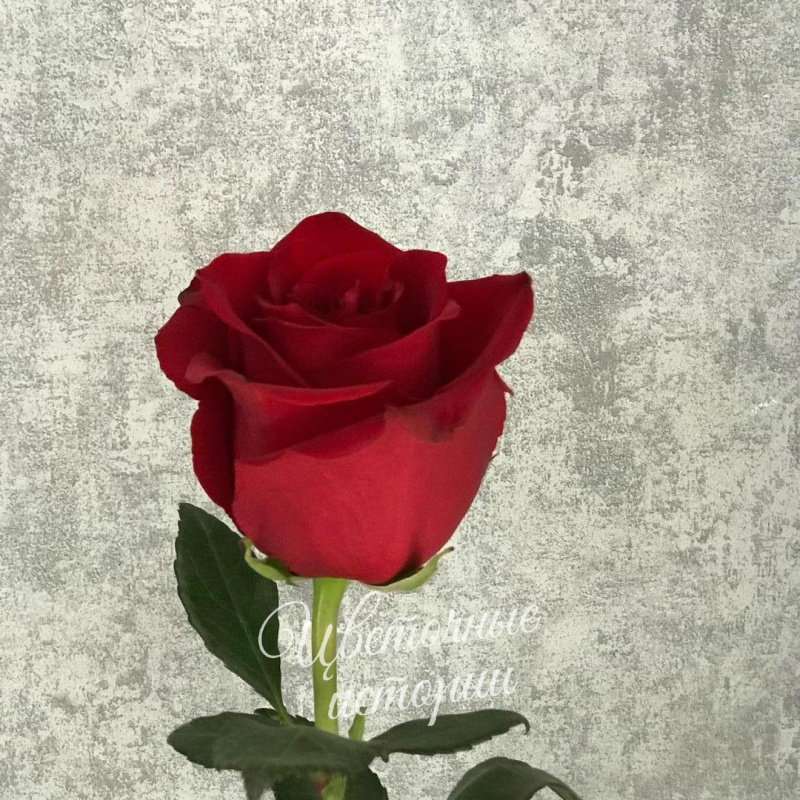 Роза красная Эквадор 70 см