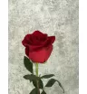 Роза красная Эквадор 70 см