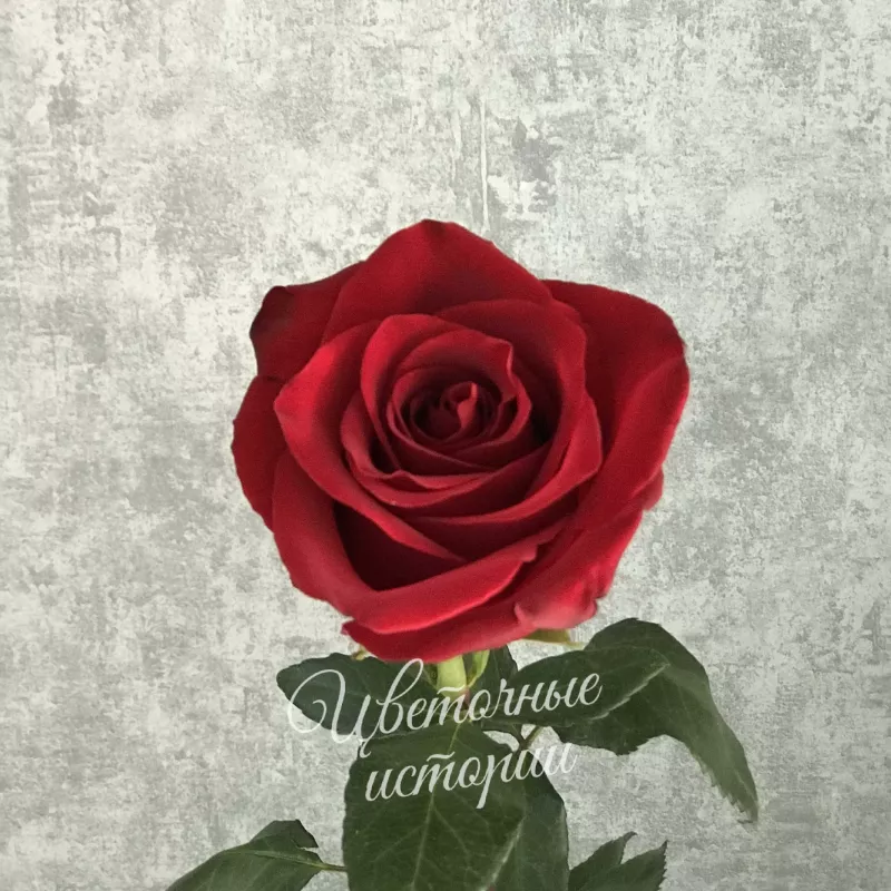 Роза красная Эквадор 70 см 1