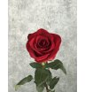 Роза красная Эквадор 70 см 1