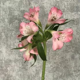 Альстромерия ярко-розовая от интернет-магазина «Цветочные истории»