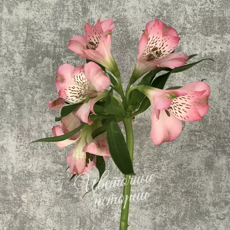 Альстромерия ярко-розовая