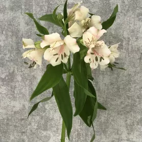 Альстромерия белая от интернет-магазина «Цветочные истории»