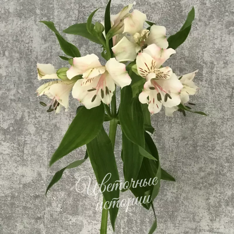 Альстромерия белая