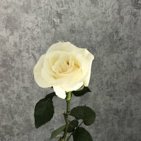 Роза белая Эквадор 70см от интернет-магазина «Цветочные истории» в Ярославле