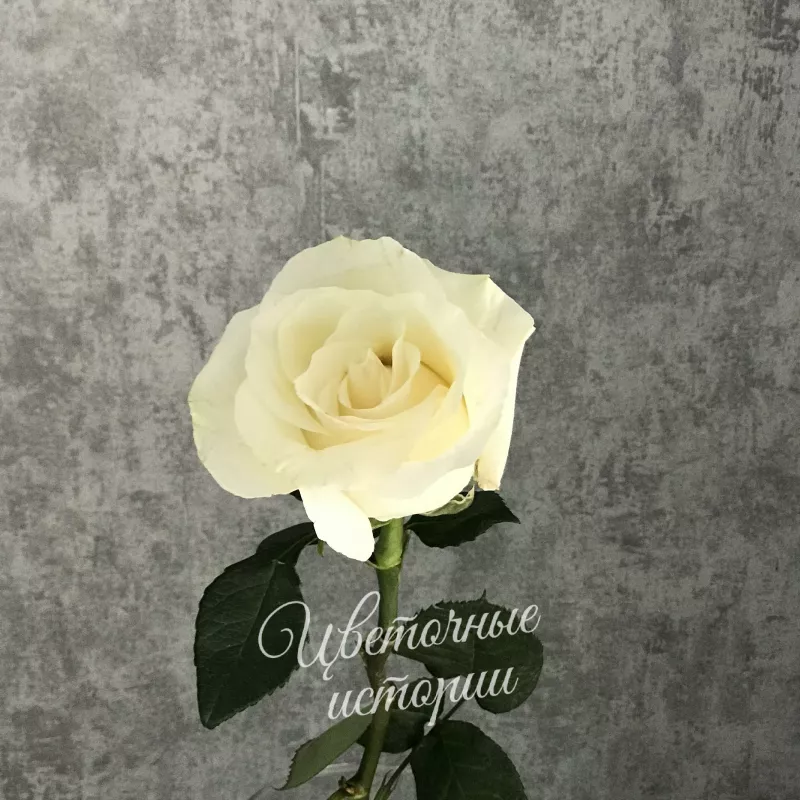 Роза белая Эквадор 70см