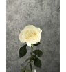 Роза белая Эквадор 70см