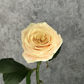 Роза кремовая от интернет-магазина «Цветочные истории» в Ярославле