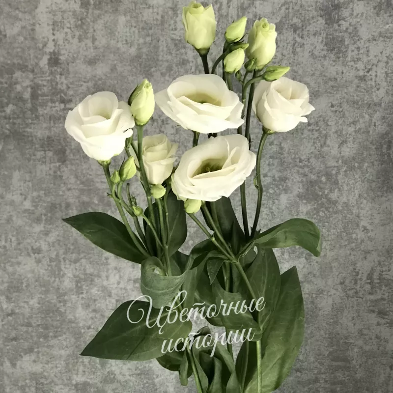 Эустома белая