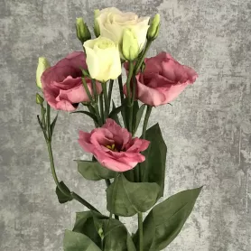 Эустома розовая от интернет-магазина «Цветочные истории»