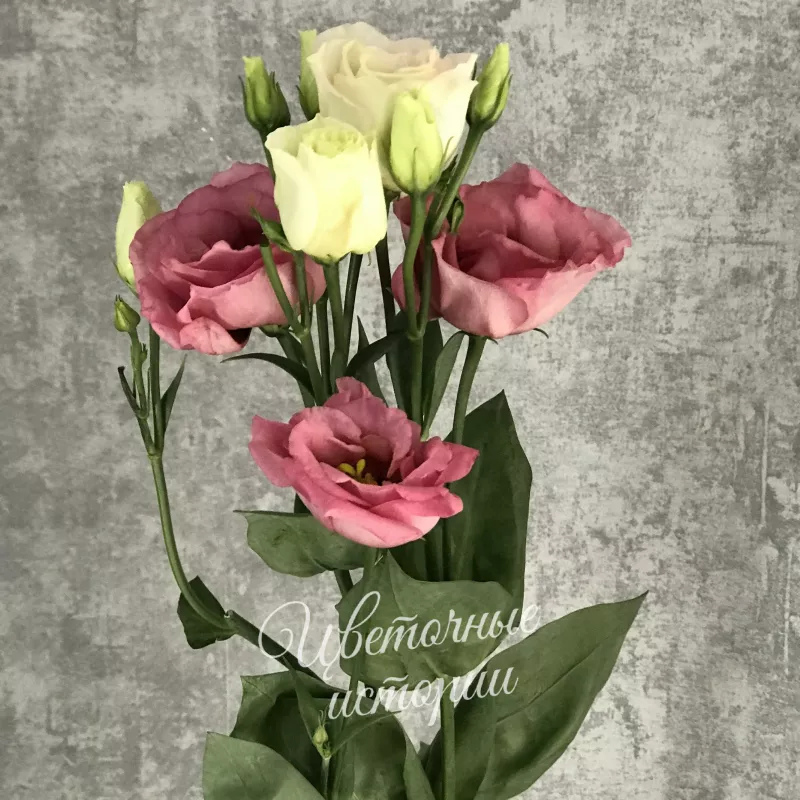 Эустома розовая