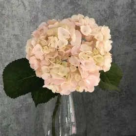 Гортензия розовая от интернет-магазина «Цветочные истории»