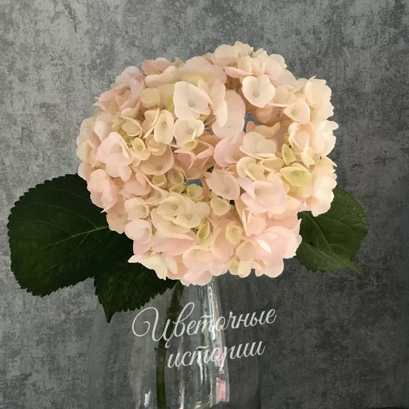 Гортензия розовая