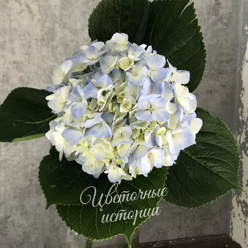 Гортензия голубая