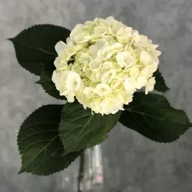Гортензия белая от интернет-магазина «Цветочные истории»