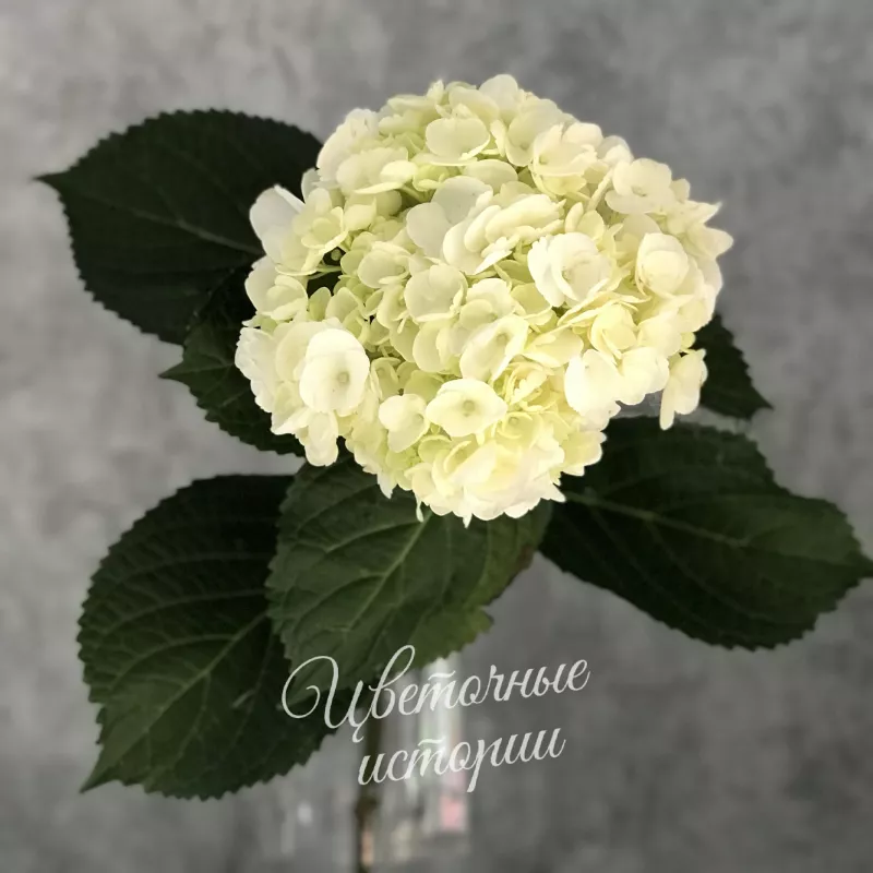 Гортензия белая