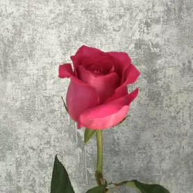 Роза ярко-розовая Эквадор 60 см от интернет-магазина «Цветочные истории»