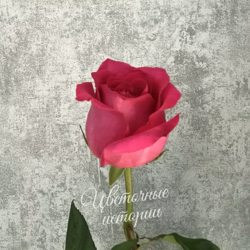 Роза ярко-розовая Эквадор 60 см