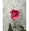 Роза ярко-розовая Эквадор 60 см