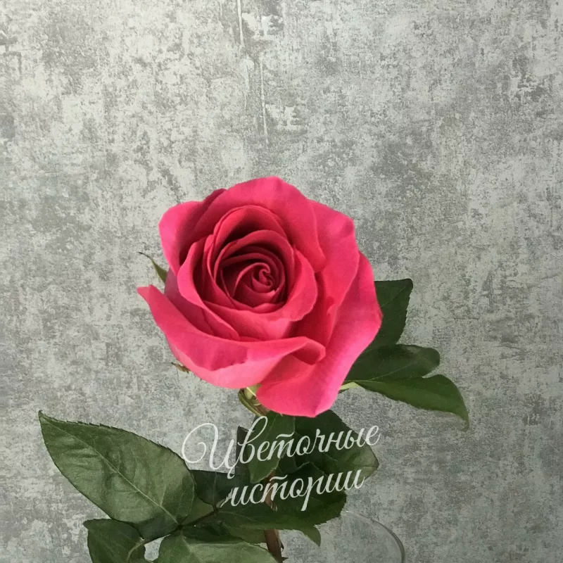 Роза ярко-розовая Эквадор 60 см 1