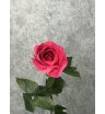 Роза ярко-розовая Эквадор 60 см 1