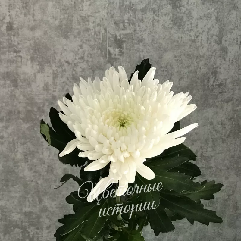 Хризантема одноголовая белая