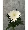 Хризантема одноголовая белая