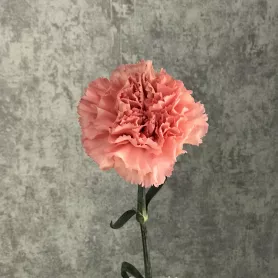 Гвоздика розовая от интернет-магазина «Цветочные истории»