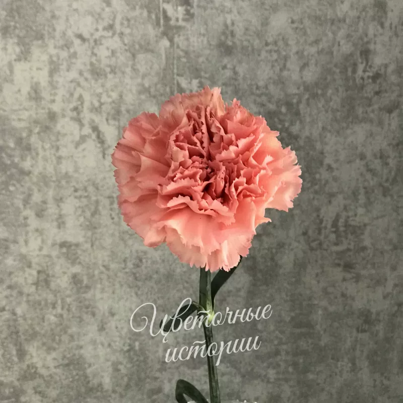 Гвоздика розовая