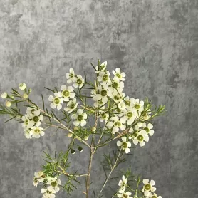 Хамелациум от интернет-магазина «Цветочные истории»