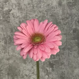 Гермини розовая от интернет-магазина «Цветочные истории»