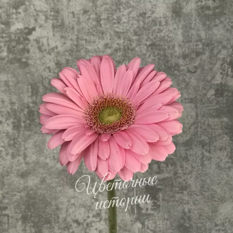 Гермини розовая