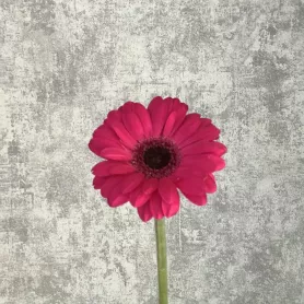 Гербера ярко-розовая  от интернет-магазина «Цветочные истории»