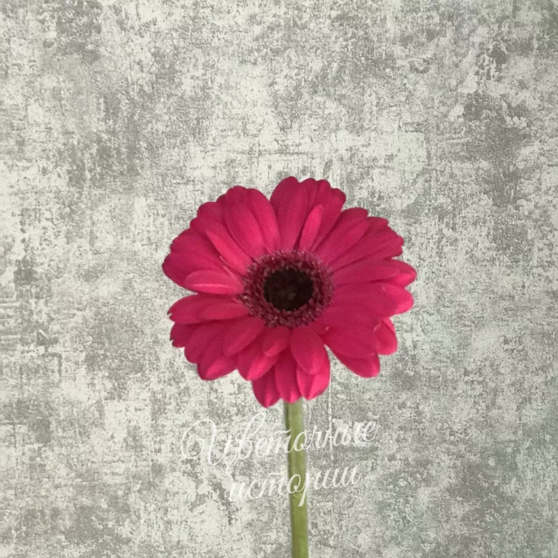 Гербера ярко-розовая 