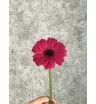Гербера ярко-розовая 
