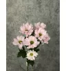 Хризантема кустовая Баккарди розовая