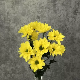 Хризантема кустовая Баккарди желтая от интернет-магазина «Цветочные истории»