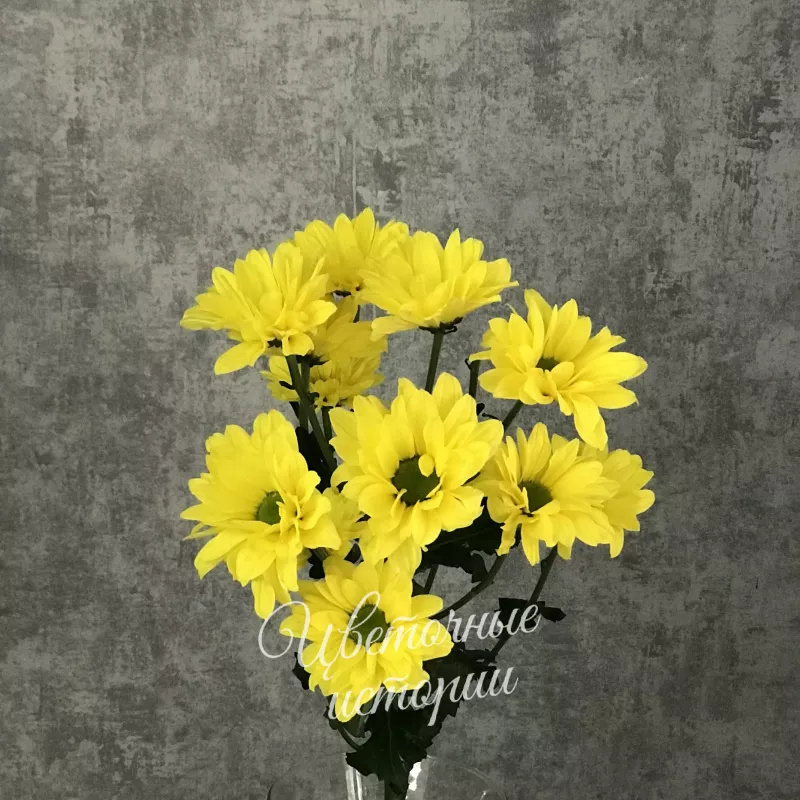 Хризантема кустовая Баккарди желтая