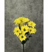 Хризантема кустовая Баккарди желтая
