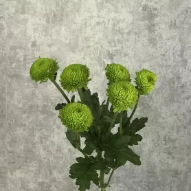 Хризантема кустовая Филин Грин зелёная от интернет-магазина «Цветочные истории»