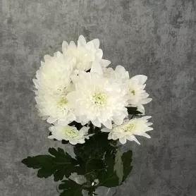 Хризантема кустовая Балтика белая от интернет-магазина «Цветочные истории»