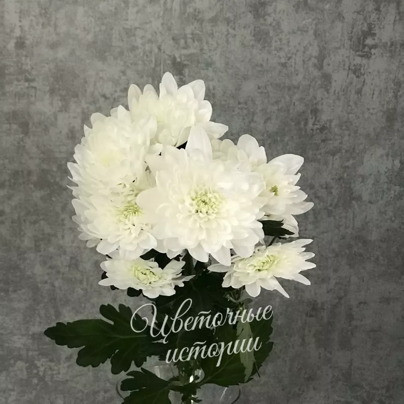 Хризантема кустовая Балтика белая