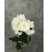 Хризантема кустовая Балтика белая