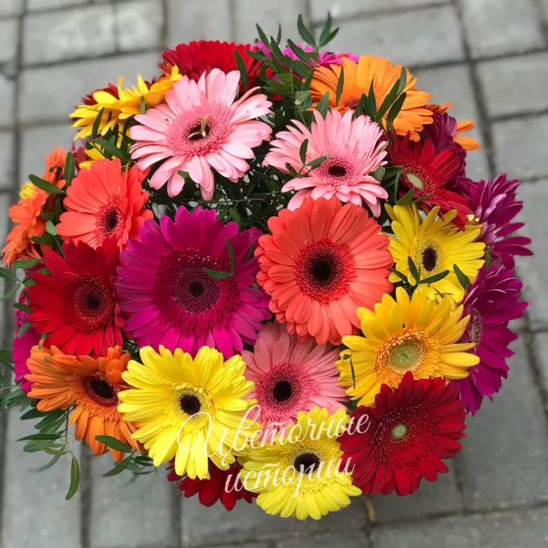 Облако Гербер 1