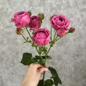 Кустовая пионовидная роза Мисти баблз от интернет-магазина «Цветочные истории»