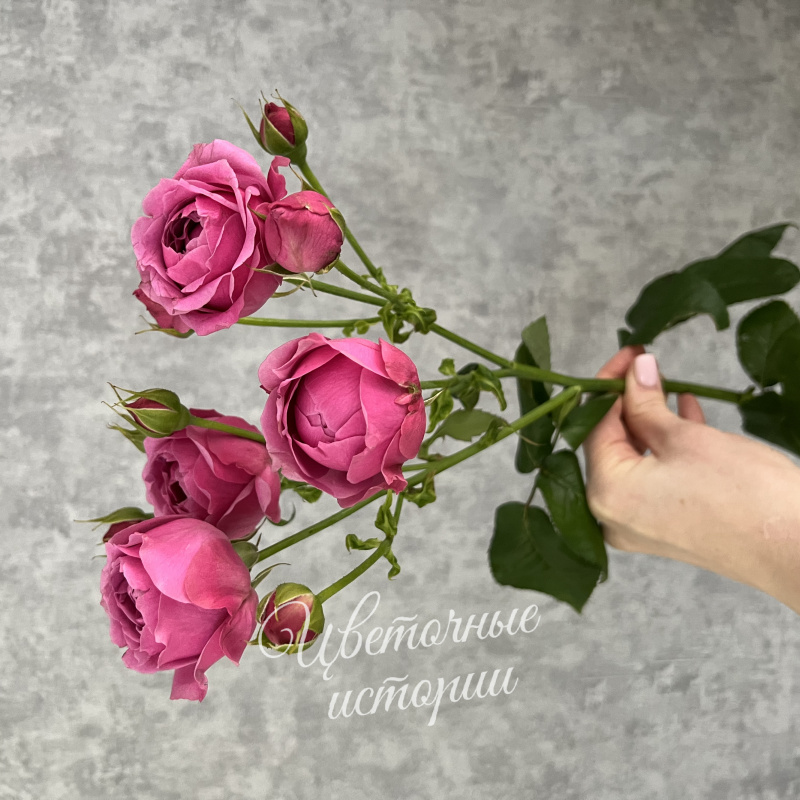 Кустовая пионовидная роза Мисти баблз